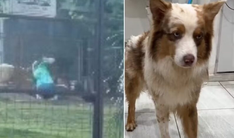 Vídeo mostra dona de hotel para pets dando tapas em cachorro hospedado no local