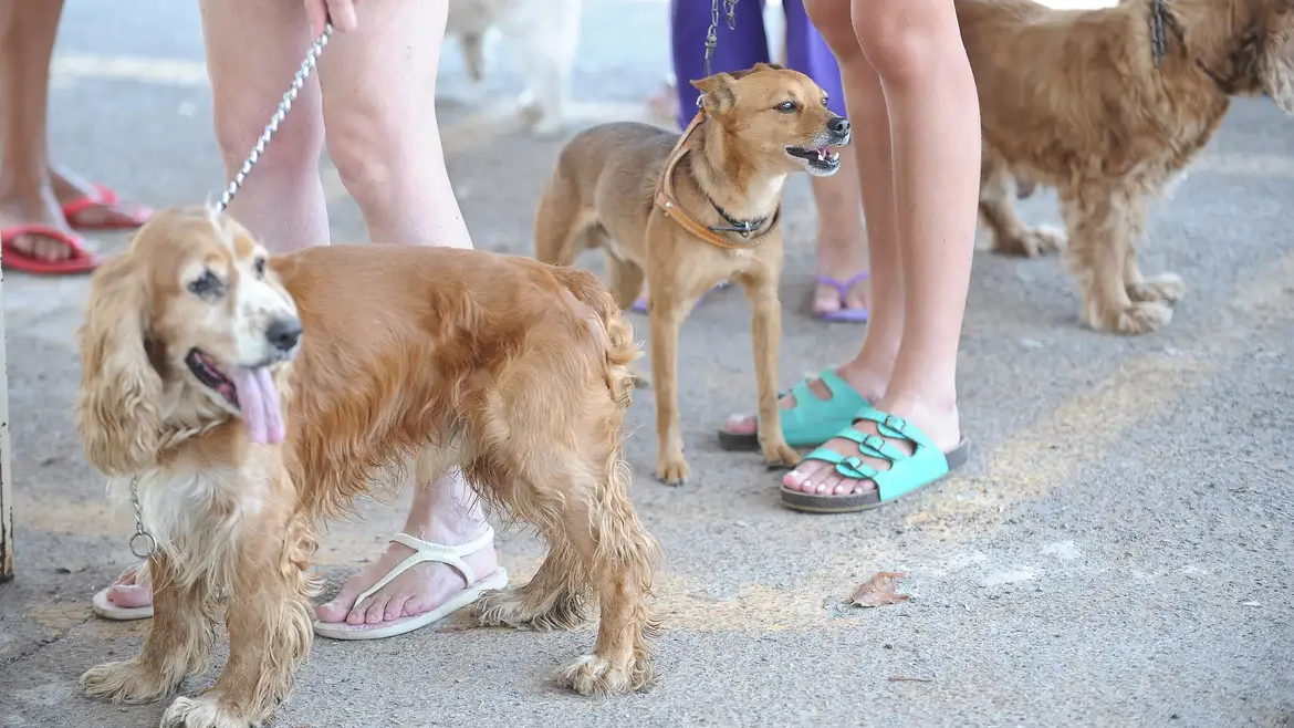 Natal autoriza cães e gatos nos ônibus sem tarifa extra; veja as regras