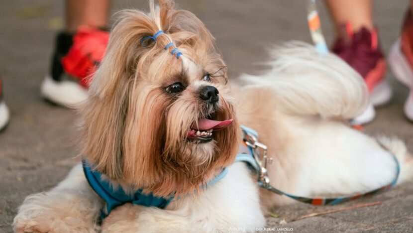 Natal Pet Family terá feira de adoção e atividades para animais na Arena